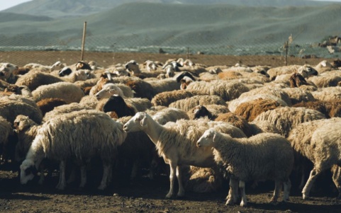 Μέτρα ύψους €35,6 εκατ. για στήριξη και επαναδραστηριοποίηση των κτηνοτρόφων που επλήγησαν από τον αφθώδη πυρετό 